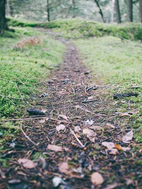 Husqvarna 365 X-TORQ