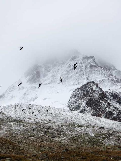 Husqvarna 365 X-TORQ