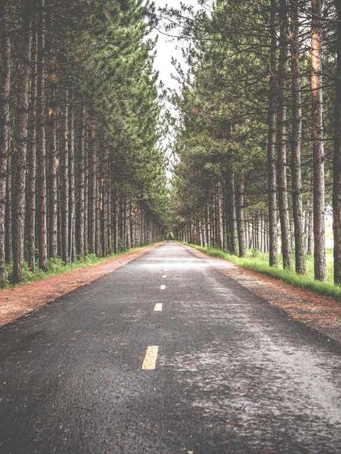 Husqvarna 365 X-TORQ